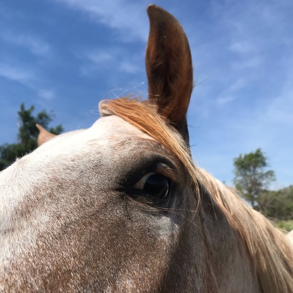 Meet your Posh Ambassador, Paula - Picture 4 of 16